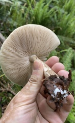 Pluteus
