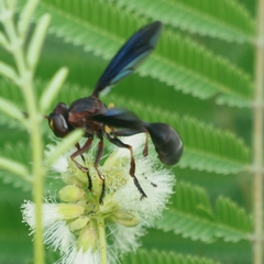 Physocephala floridana