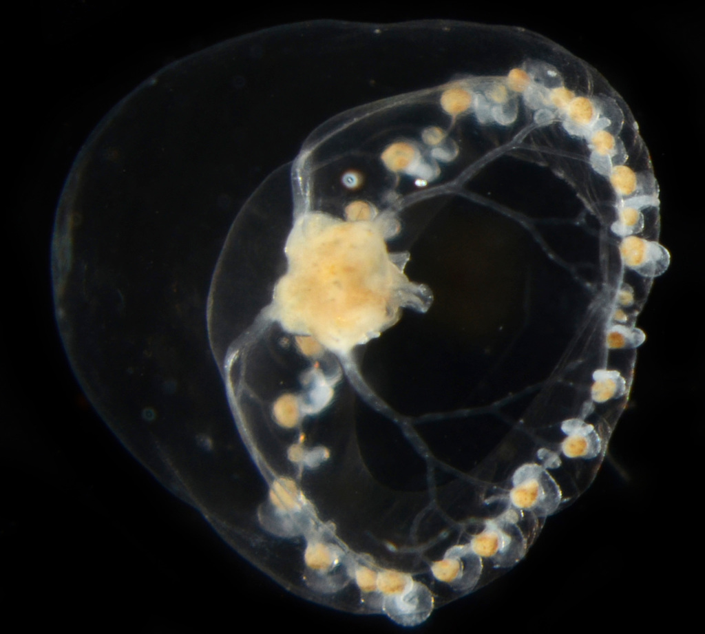 Proboscidactyla flavicirrata