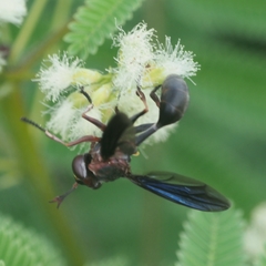 Physocephala floridana