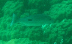 Lutjanus fulviflamma