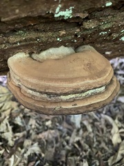 Ganoderma brownii