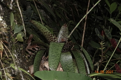 Werauhia pectinata