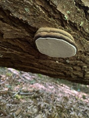 Ganoderma brownii