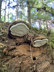 Ganoderma brownii