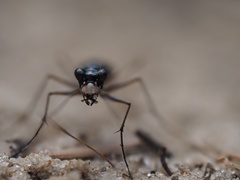 Cicindela abdominalis