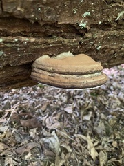 Ganoderma brownii