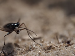 Cicindela abdominalis