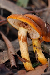 Cortinarius abnormis