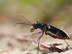 Cicindela abdominalis
