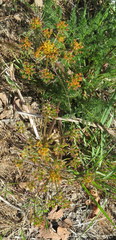 Lomatium grayi