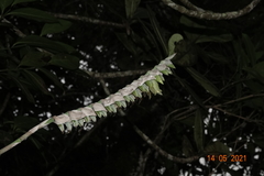 Werauhia pectinata