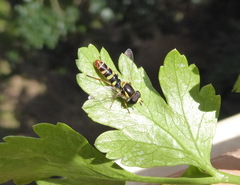 Ischiodon
