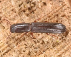 Colydium lineola