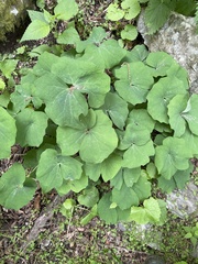 Jeffersonia diphylla