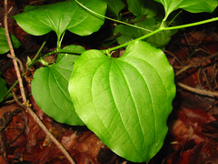 Smilax riparia