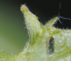 Andricus chinquapin