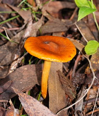 Cortinarius abnormis