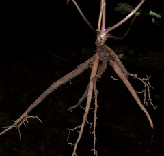 Sanicula smallii