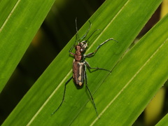Cicindela interruptofasciata