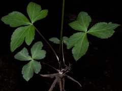Sanicula smallii