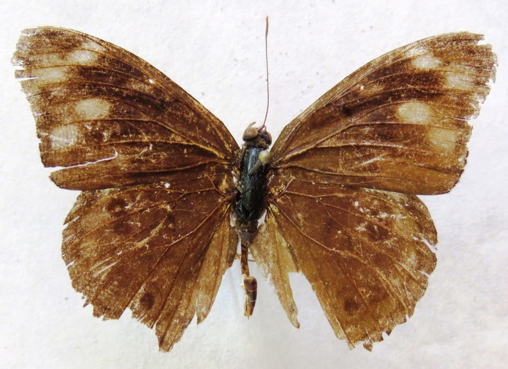 Malvina Purplewing