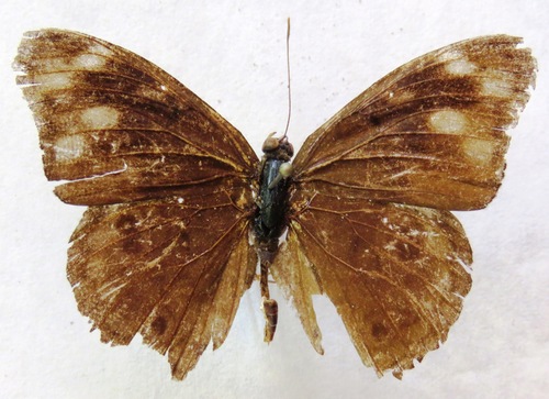 Malvina Purplewing