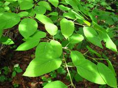 Neoshirakia japonica