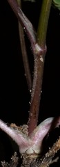 Sanicula smallii