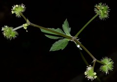 Sanicula smallii