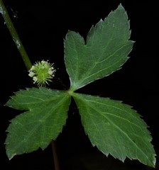 Sanicula smallii