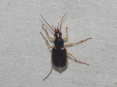 Chlaenius circumdatus
