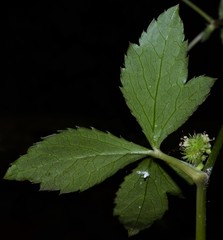 Sanicula smallii
