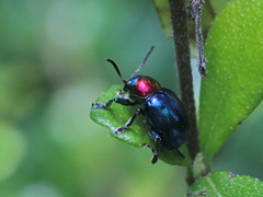 Parheminodes pulcher