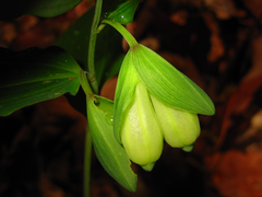 Polygonatum involucratum