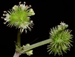 Sanicula smallii