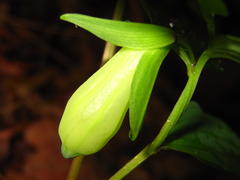 Polygonatum involucratum