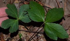 Sanicula smallii