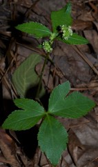 Sanicula smallii