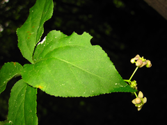 Euonymus oxyphyllus