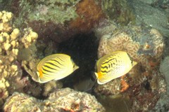 Chaetodon pelewensis
