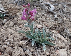 Penstemon confusus