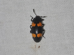 Episcapha quadrimacula