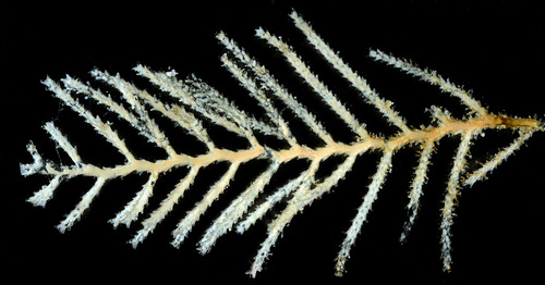 Pericladium