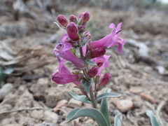 Penstemon confusus