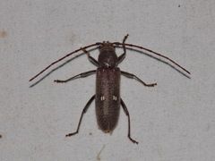 Gnatholea eburifera
