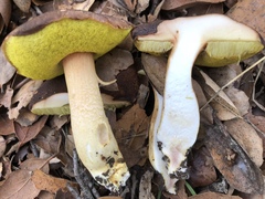 Aureoboletus citriniporus