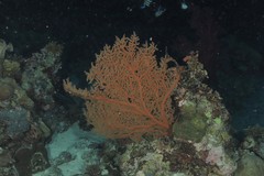 Astrogorgia dumbea