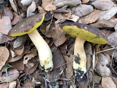 Aureoboletus citriniporus