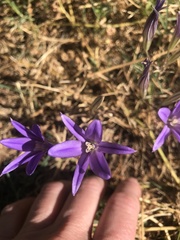 Brodiaea